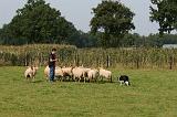 BORDER COLLIE - MOUTONS 022